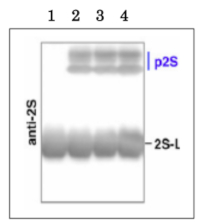 2S3M | 2S seed storage protein 3 (2S3 Albumin) in the group Antibodies Plant/Algal  / Membrane Transport System / Endomembrane system at Agrisera AB (Antibodies for research) (AS20 4404)